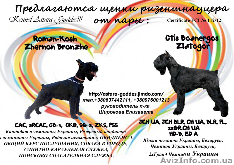 Щеночки ризеншнауцера в ответственные руки! - <ro>Изображение</ro><ru>Изображение</ru> #1, <ru>Объявление</ru> #934428