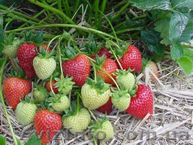 Рассада клубники - <ro>Изображение</ro><ru>Изображение</ru> #1, <ru>Объявление</ru> #939972