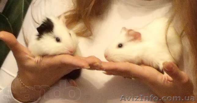 Морские свинки 2 мальчика - <ro>Изображение</ro><ru>Изображение</ru> #1, <ru>Объявление</ru> #975125