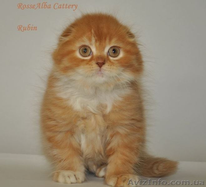 Котик, хайленд-фолд - <ro>Изображение</ro><ru>Изображение</ru> #1, <ru>Объявление</ru> #985244