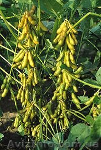 продам семена сои, сорт "Ворскла" - <ro>Изображение</ro><ru>Изображение</ru> #1, <ru>Объявление</ru> #1033029