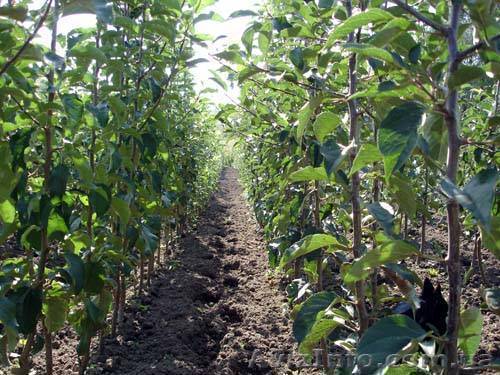 Продам сажанцы яблуни,,Слава",,Голден"(ТОРГ)6 грн. - <ro>Изображение</ro><ru>Изображение</ru> #1, <ru>Объявление</ru> #1056597