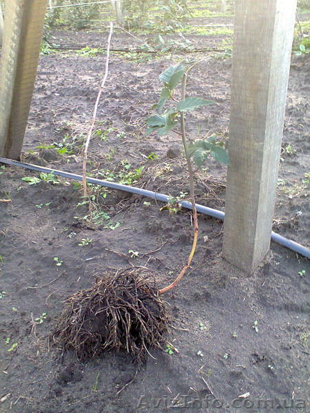 Саженцы ежевики Торнфри - <ro>Изображение</ro><ru>Изображение</ru> #1, <ru>Объявление</ru> #1092762