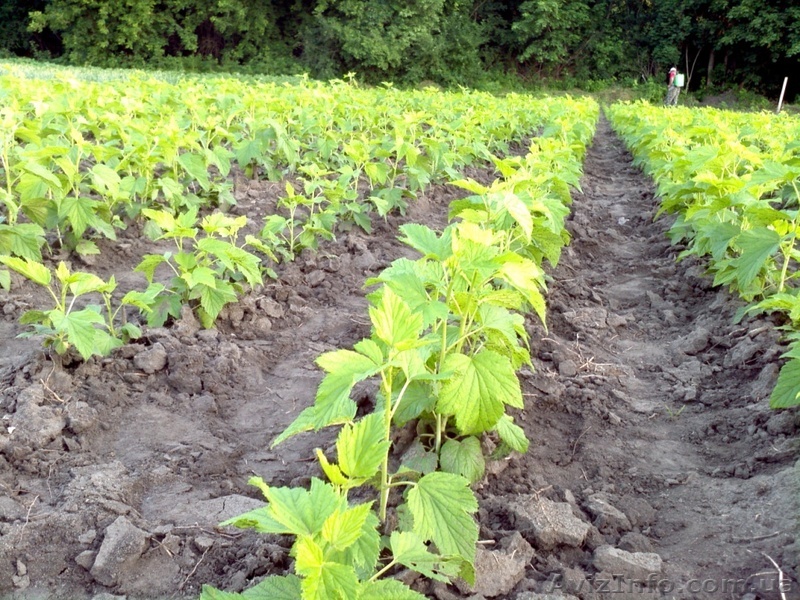 Саженцы черной смородины Вернисаж, Юбилейная Копаня, Софиевская оптом - <ro>Изображение</ro><ru>Изображение</ru> #1, <ru>Объявление</ru> #1092706