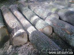 Покупаем кругляк ясеня І-ІІ сорт.Цена договорная - <ro>Изображение</ro><ru>Изображение</ru> #1, <ru>Объявление</ru> #1115344