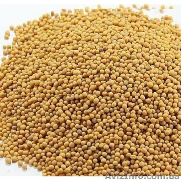 Продам семена Горчицы, Тавричанка желтая - <ro>Изображение</ro><ru>Изображение</ru> #1, <ru>Объявление</ru> #1154630