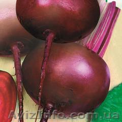 Продам семена столовой свеклы бордо Харьковска - <ro>Изображение</ro><ru>Изображение</ru> #1, <ru>Объявление</ru> #1154555