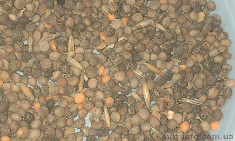 Продам семена Вика продовольственная - <ro>Изображение</ro><ru>Изображение</ru> #1, <ru>Объявление</ru> #1154616