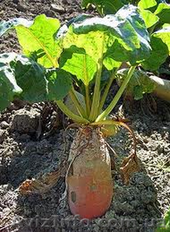 Продам семена Кормовой свеклы - <ro>Изображение</ro><ru>Изображение</ru> #1, <ru>Объявление</ru> #1154553