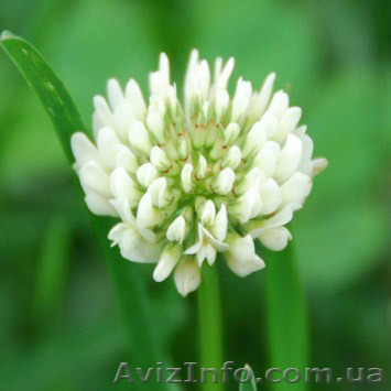 Продам семена Клевера белого - <ro>Изображение</ro><ru>Изображение</ru> #1, <ru>Объявление</ru> #1154594