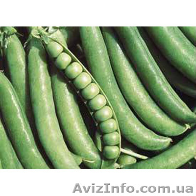 Продам горох овощной сорт джоф - <ro>Изображение</ro><ru>Изображение</ru> #1, <ru>Объявление</ru> #1154624