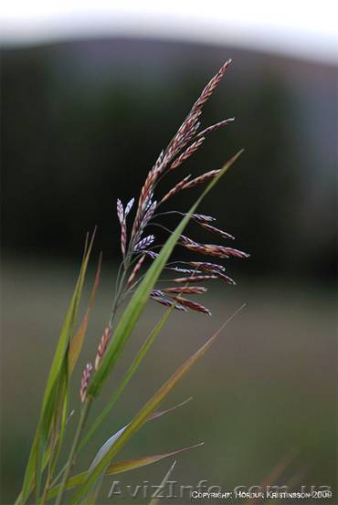 Продам семена Костер безостый (Стоколос) - <ro>Изображение</ro><ru>Изображение</ru> #1, <ru>Объявление</ru> #1154573