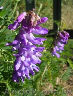 Продам семена Козлятника - <ro>Изображение</ro><ru>Изображение</ru> #1, <ru>Объявление</ru> #1154603