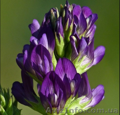 Продам семена Люцерны, сорт Надежда - <ro>Изображение</ro><ru>Изображение</ru> #1, <ru>Объявление</ru> #1154581