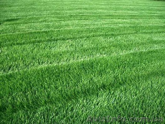 Продам семена овсянница красная - <ro>Изображение</ro><ru>Изображение</ru> #1, <ru>Объявление</ru> #1154585