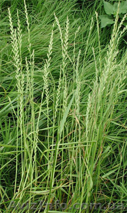 Продам семена Райграса однолетнего - <ro>Изображение</ro><ru>Изображение</ru> #1, <ru>Объявление</ru> #1154612