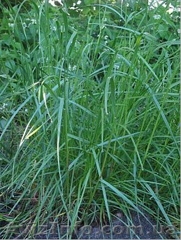 Продам семена райграса пастбищного сорт Обрий - <ro>Изображение</ro><ru>Изображение</ru> #1, <ru>Объявление</ru> #1154577