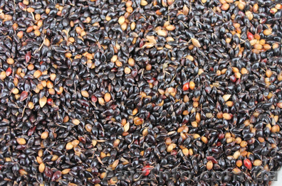 Продам семена Суданской травы - <ro>Изображение</ro><ru>Изображение</ru> #1, <ru>Объявление</ru> #1154588