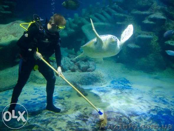 Чистка. Запуск. Обслуживание аквариума. Консультация. Винница - <ro>Изображение</ro><ru>Изображение</ru> #1, <ru>Объявление</ru> #1198820