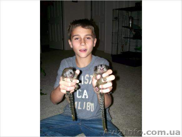 Мартышка Обезьяна для принятия - <ro>Изображение</ro><ru>Изображение</ru> #1, <ru>Объявление</ru> #1202195