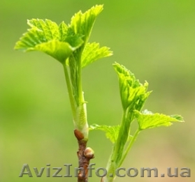 Пропонуємо саджанці чорної смородини - <ro>Изображение</ro><ru>Изображение</ru> #1, <ru>Объявление</ru> #1215827