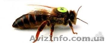 Продам пчеломаток карника - <ro>Изображение</ro><ru>Изображение</ru> #1, <ru>Объявление</ru> #1226863