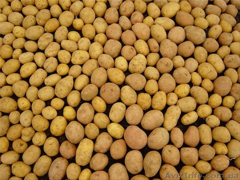 Купим картошку. Обращайтесь договоримся! - <ro>Изображение</ro><ru>Изображение</ru> #1, <ru>Объявление</ru> #1267271
