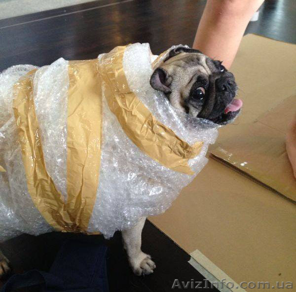 услуги грущиков - <ro>Изображение</ro><ru>Изображение</ru> #1, <ru>Объявление</ru> #1293687