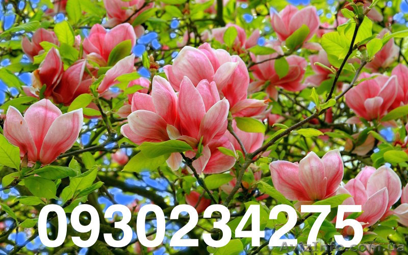 Магнолия цена в Украине - <ro>Изображение</ro><ru>Изображение</ru> #1, <ru>Объявление</ru> #1307562