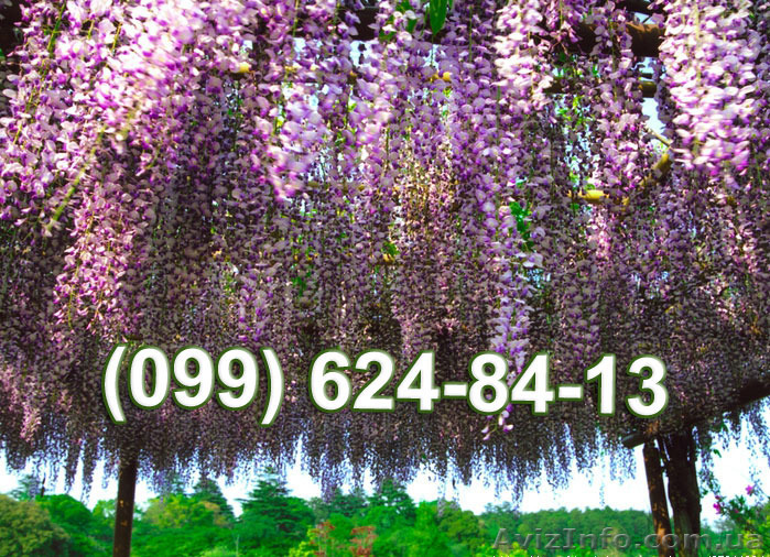 Саженцы Глицинии цена от 25 грн. Доставка почтой по Украине - <ro>Изображение</ro><ru>Изображение</ru> #1, <ru>Объявление</ru> #1315355