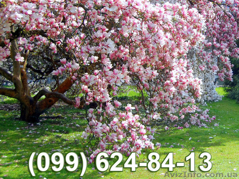 Саженцы Магнолии почтой в Украине. Магнолия желтая, фиолетовая, сиреневая - <ro>Изображение</ro><ru>Изображение</ru> #1, <ru>Объявление</ru> #1315271