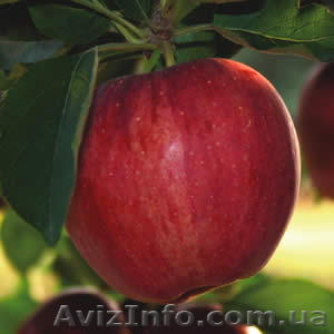 Продам яблоки и груши - <ro>Изображение</ro><ru>Изображение</ru> #1, <ru>Объявление</ru> #1324792