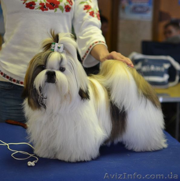 ши-тцу щенок  шоу класса - <ro>Изображение</ro><ru>Изображение</ru> #1, <ru>Объявление</ru> #1319476
