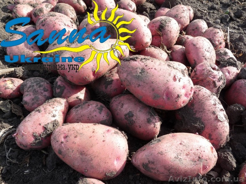 Картофель товарный со склада в Виннице - <ro>Изображение</ro><ru>Изображение</ru> #1, <ru>Объявление</ru> #1337544