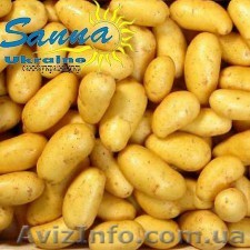 Куплю картофель оптом. Цена договорная. - <ro>Изображение</ro><ru>Изображение</ru> #1, <ru>Объявление</ru> #1337542