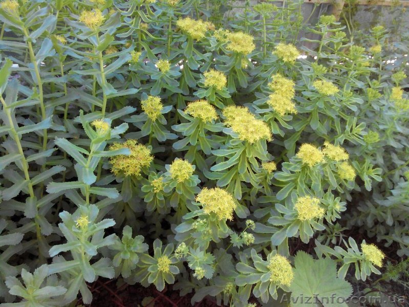 родиола розовая (золотой корень) саженцы в пластиковы стаканчиках - <ro>Изображение</ro><ru>Изображение</ru> #1, <ru>Объявление</ru> #1382669