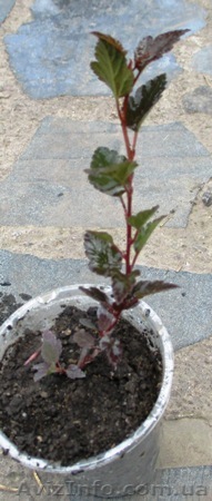 Пузыреплодник калинолистный Литл Дэвел. Р9. - <ro>Изображение</ro><ru>Изображение</ru> #1, <ru>Объявление</ru> #1470343