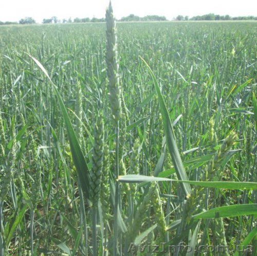 продам пшеницю ЛЕНОКС (2 репродукция) - <ro>Изображение</ro><ru>Изображение</ru> #1, <ru>Объявление</ru> #1588431