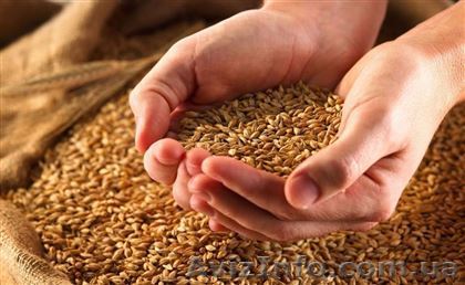 Дорого купуємо ячмінь у виробника - <ro>Изображение</ro><ru>Изображение</ru> #1, <ru>Объявление</ru> #1622799