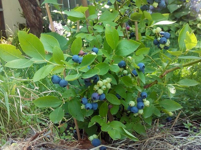 Продам голубику размер средний - <ro>Изображение</ro><ru>Изображение</ru> #1, <ru>Объявление</ru> #1626198