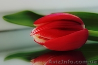 фотокартины под заказ - <ro>Изображение</ro><ru>Изображение</ru> #1, <ru>Объявление</ru> #4486