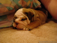 Английский бульдог - <ro>Изображение</ro><ru>Изображение</ru> #2, <ru>Объявление</ru> #5021