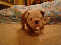 Английский бульдог - <ro>Изображение</ro><ru>Изображение</ru> #1, <ru>Объявление</ru> #5021