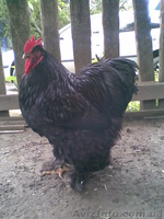 Продам кур брама, кохинхин - <ro>Изображение</ro><ru>Изображение</ru> #1, <ru>Объявление</ru> #13513