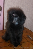 Карликовые и той пудели Украины! - <ro>Изображение</ro><ru>Изображение</ru> #3, <ru>Объявление</ru> #31003