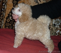 Карликовые и той пудели Украины! - <ro>Изображение</ro><ru>Изображение</ru> #2, <ru>Объявление</ru> #31003