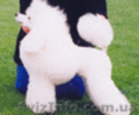 Карликовые и той пудели Украины! - <ro>Изображение</ro><ru>Изображение</ru> #1, <ru>Объявление</ru> #31003