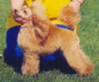 Карликовые и той пудели Украины! - <ro>Изображение</ro><ru>Изображение</ru> #4, <ru>Объявление</ru> #31003