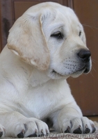 Лабрадор щенки продам - <ro>Изображение</ro><ru>Изображение</ru> #1, <ru>Объявление</ru> #45440