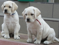 Лабрадор щенки продам - <ro>Изображение</ro><ru>Изображение</ru> #2, <ru>Объявление</ru> #45440